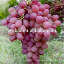 Natural Anti-Oxidant Grape Seed extract